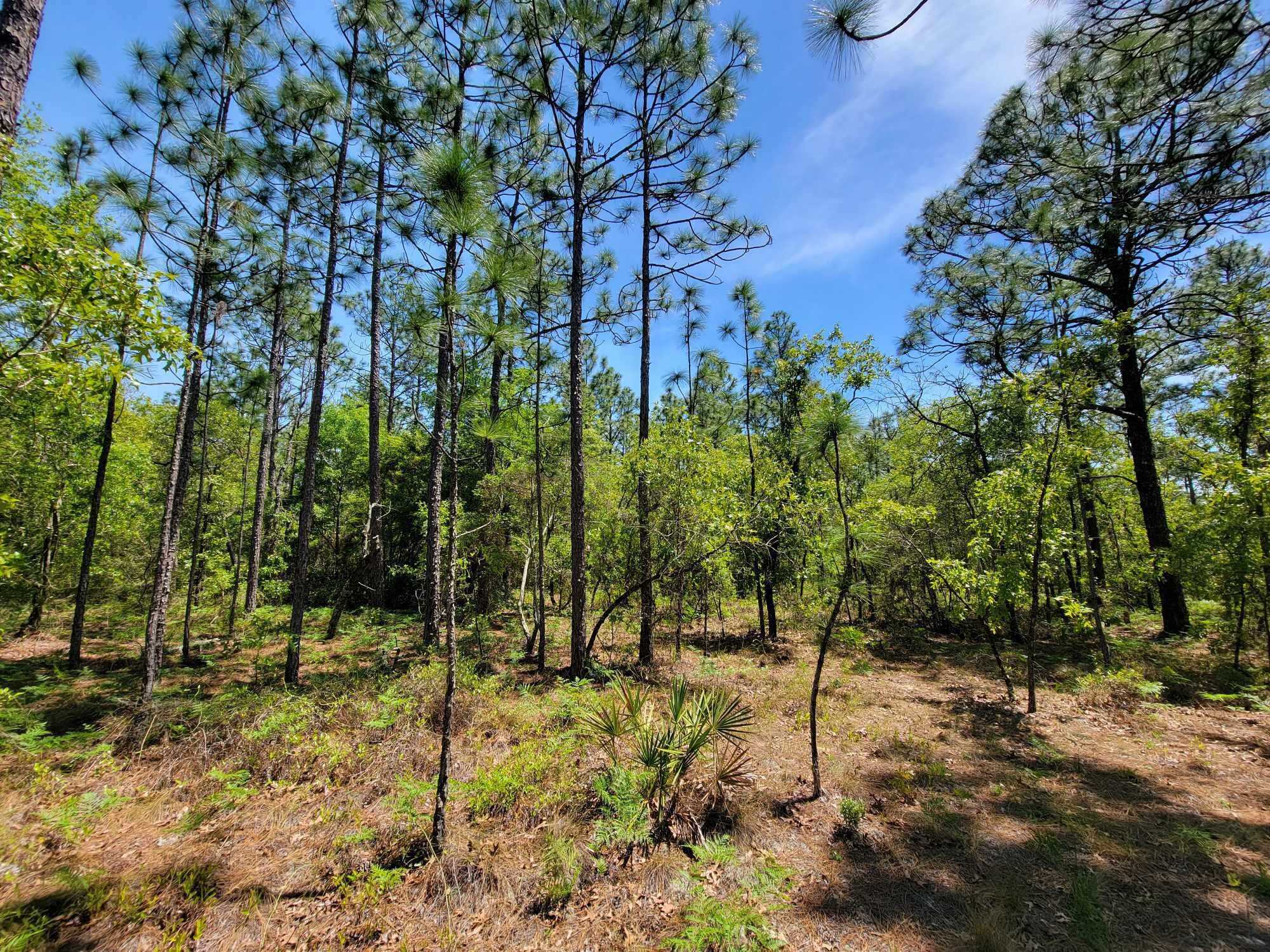 photo 2: 10 Acres Annie Jo Road, Holt FL 32564