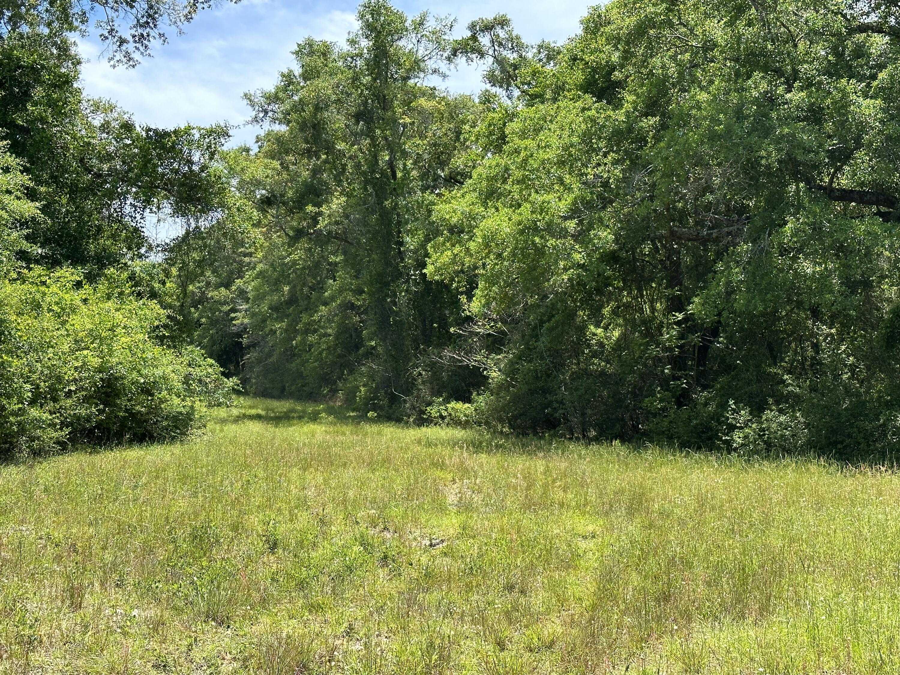 photo 3: 90+/-Ac Frost Lane, Laurel Hill FL 32567