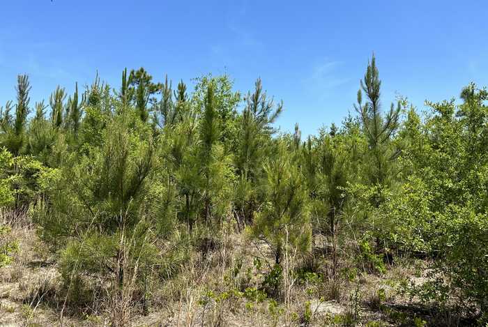 photo 32: 90+/-Ac Frost Lane, Laurel Hill FL 32567