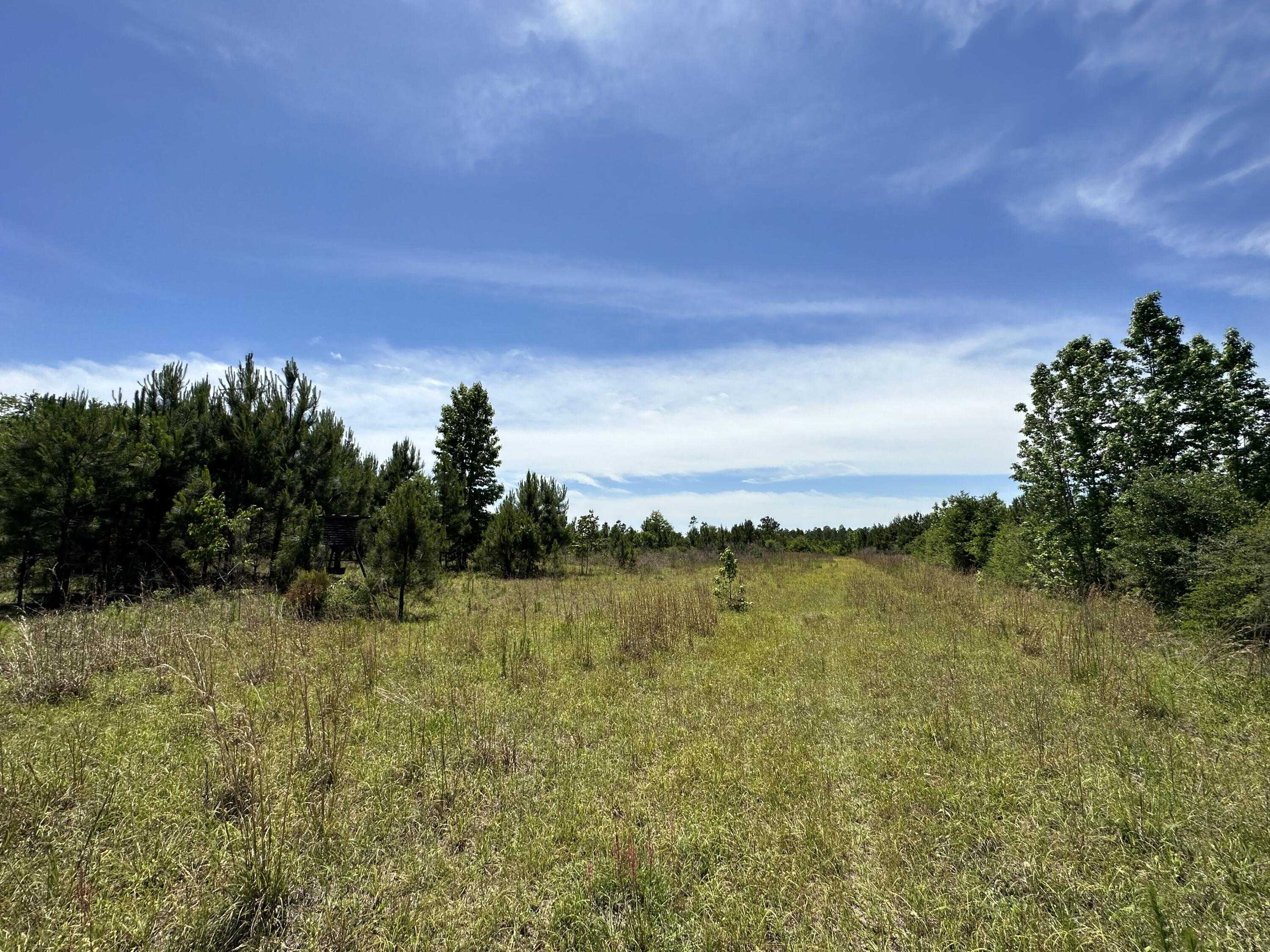 photo 1: 50+/-Acres Frost Lane Unit D, Laurel Hill FL 32567