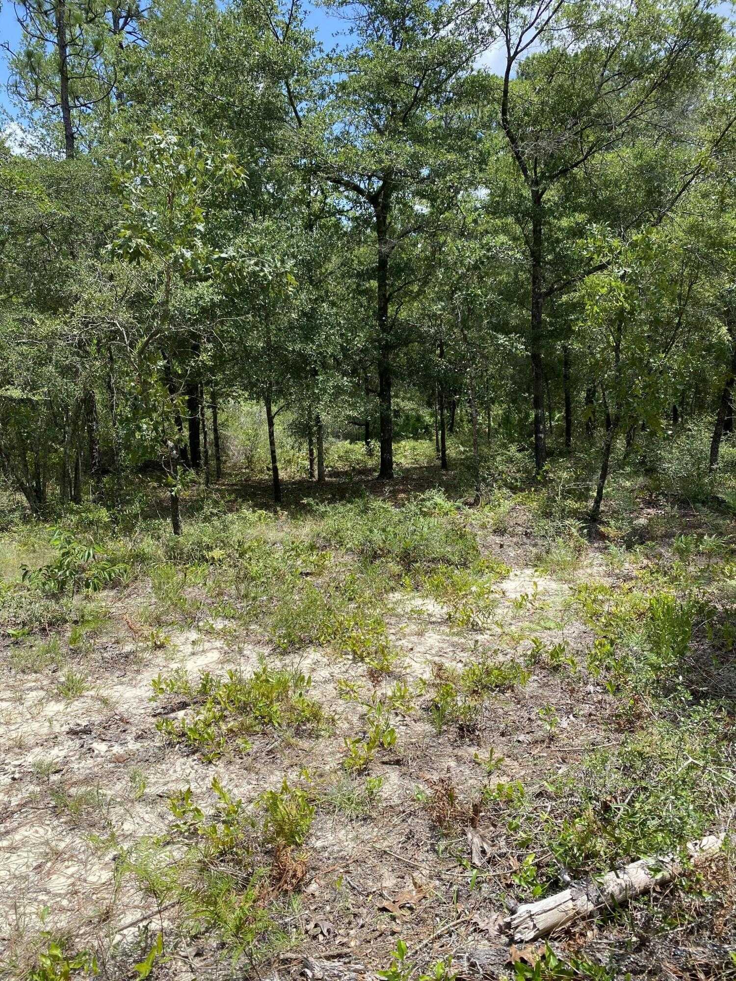 photo 3: E Black Cherry Dr, DeFuniak Springs FL 32433