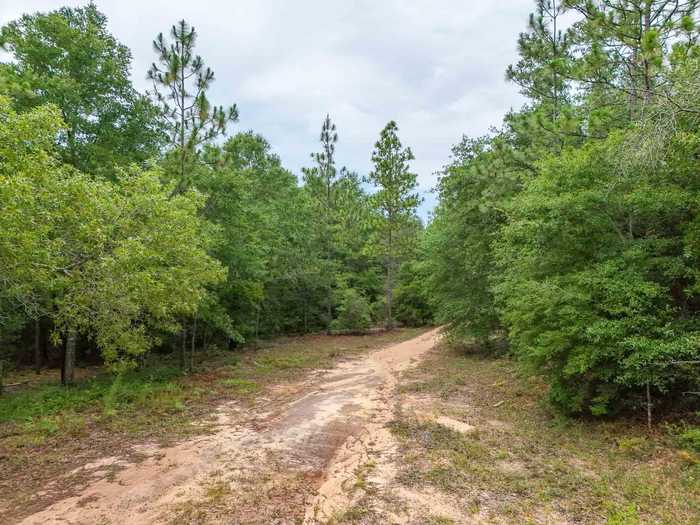 photo 8: 25 acres Blue Pond Lane, Ponce De Leon FL 32455