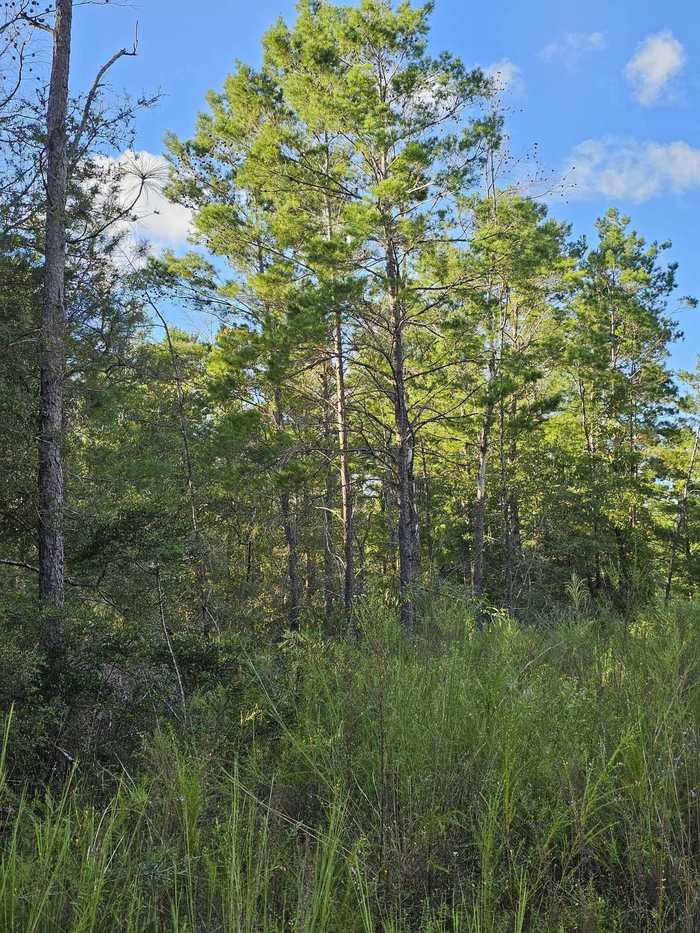 photo 10: Lot 2 & 3 W BLUEBOTTLE CT, DeFuniak Springs FL 32433