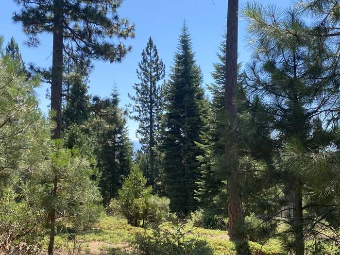 photo 2: 40885 Wild Iris Lane, Shaver Lake CA 93664