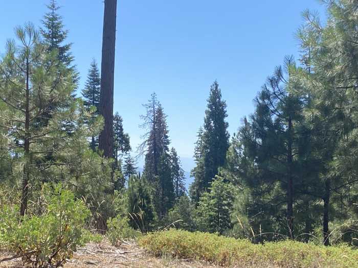 photo 3: 40885 Wild Iris Lane, Shaver Lake CA 93664