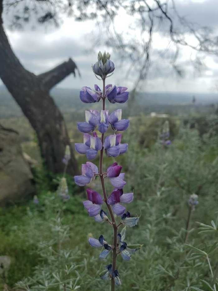 photo 2: Spinecup Ridge, Raymond CA 93653