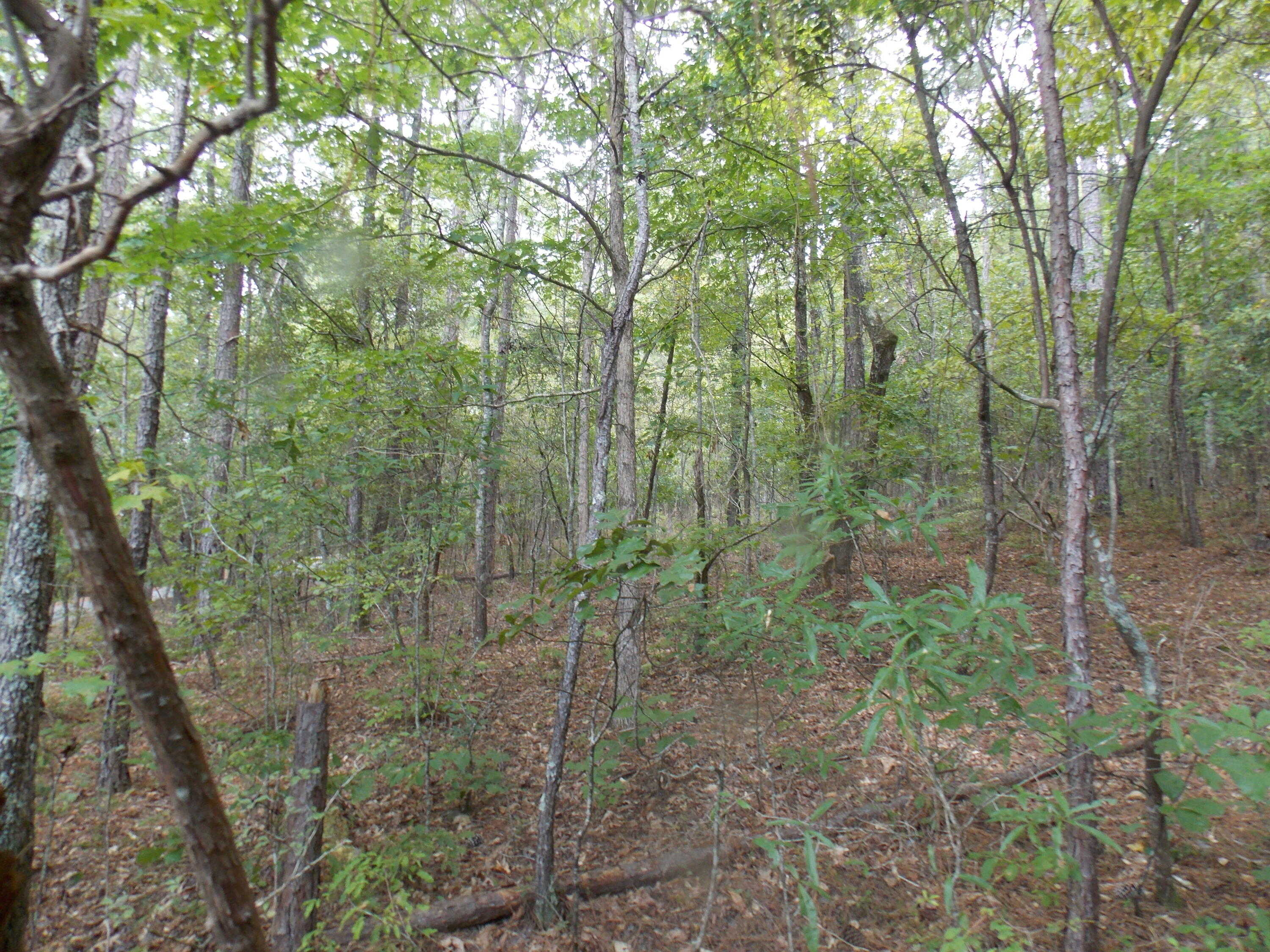 photo 3: 11 DOE RUN, Lincolnton GA 30817