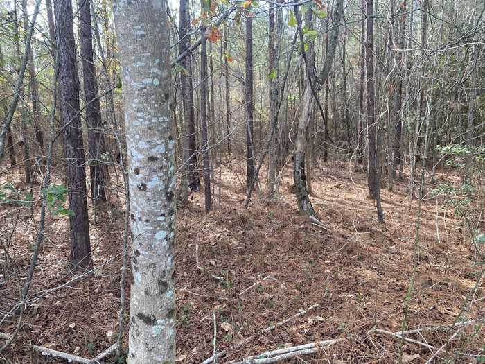 photo 2: ADAMS-REEVES Road, Dearing GA 30808