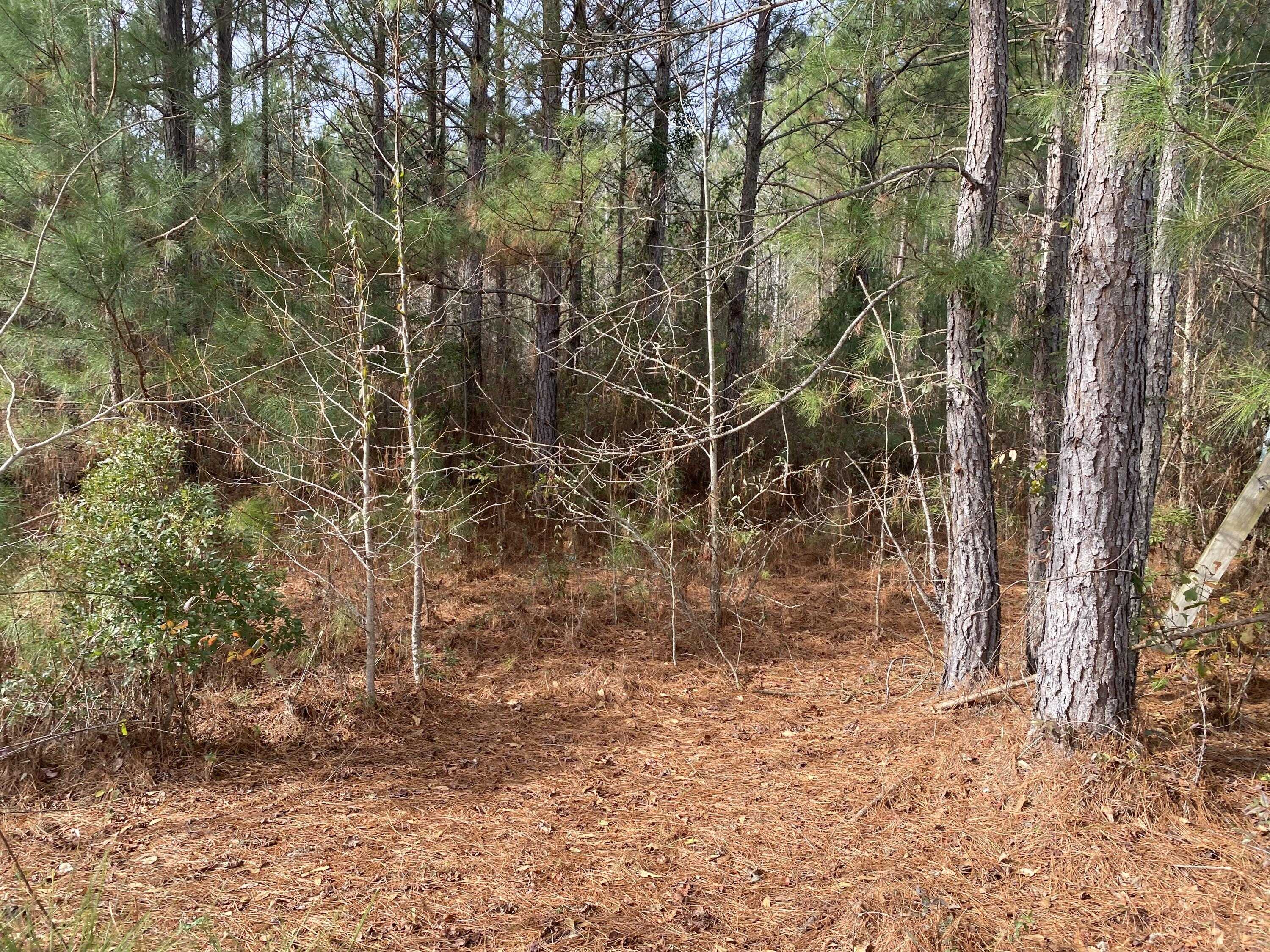 photo 3: ADAMS-REEVES Road, Dearing GA 30808