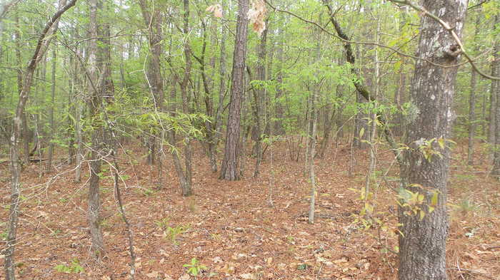 photo 2: LBK LBK Road, Tignall GA 30668