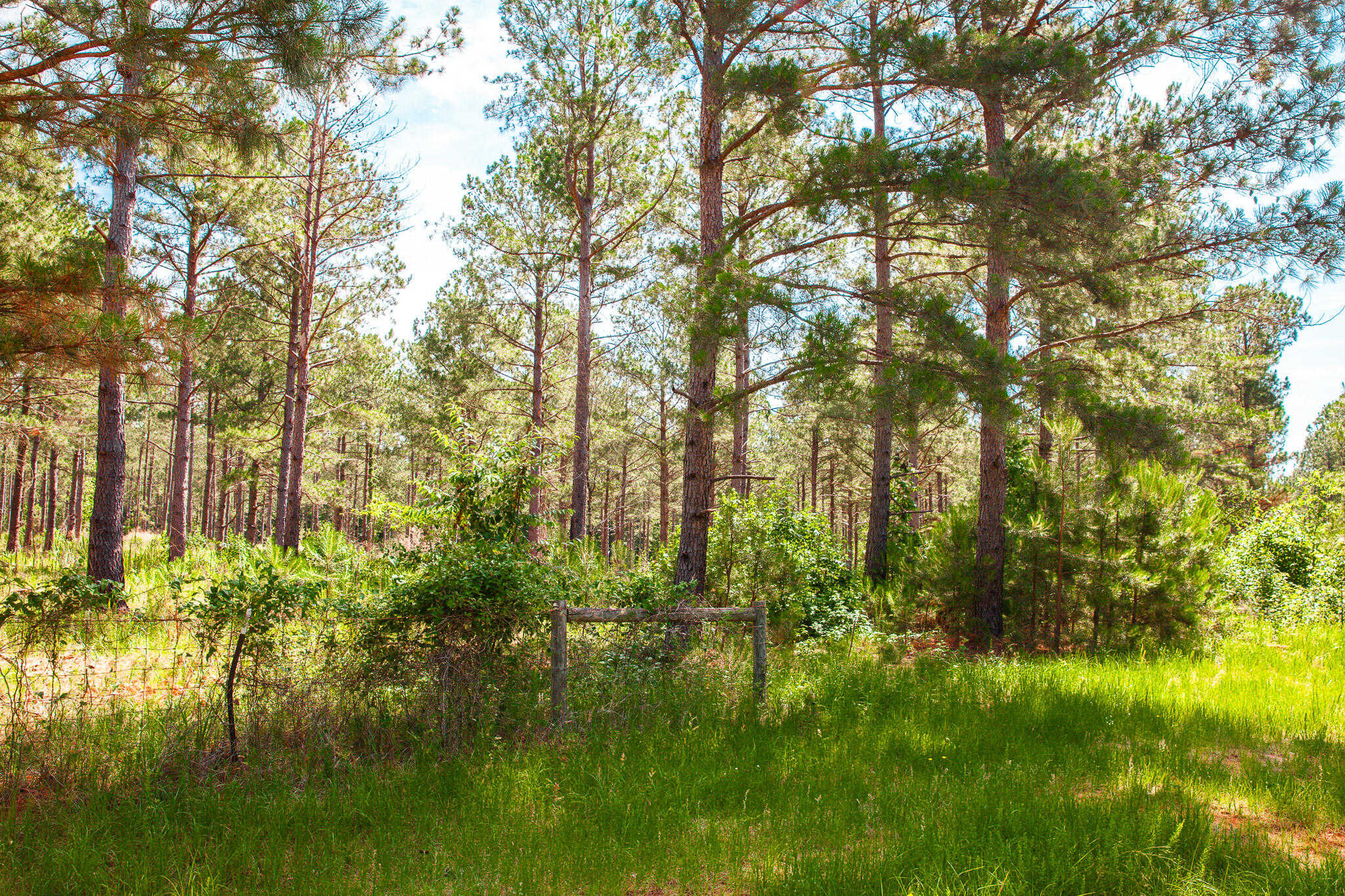 photo 1: LOT A BILL DORN Road, Appling GA 30802