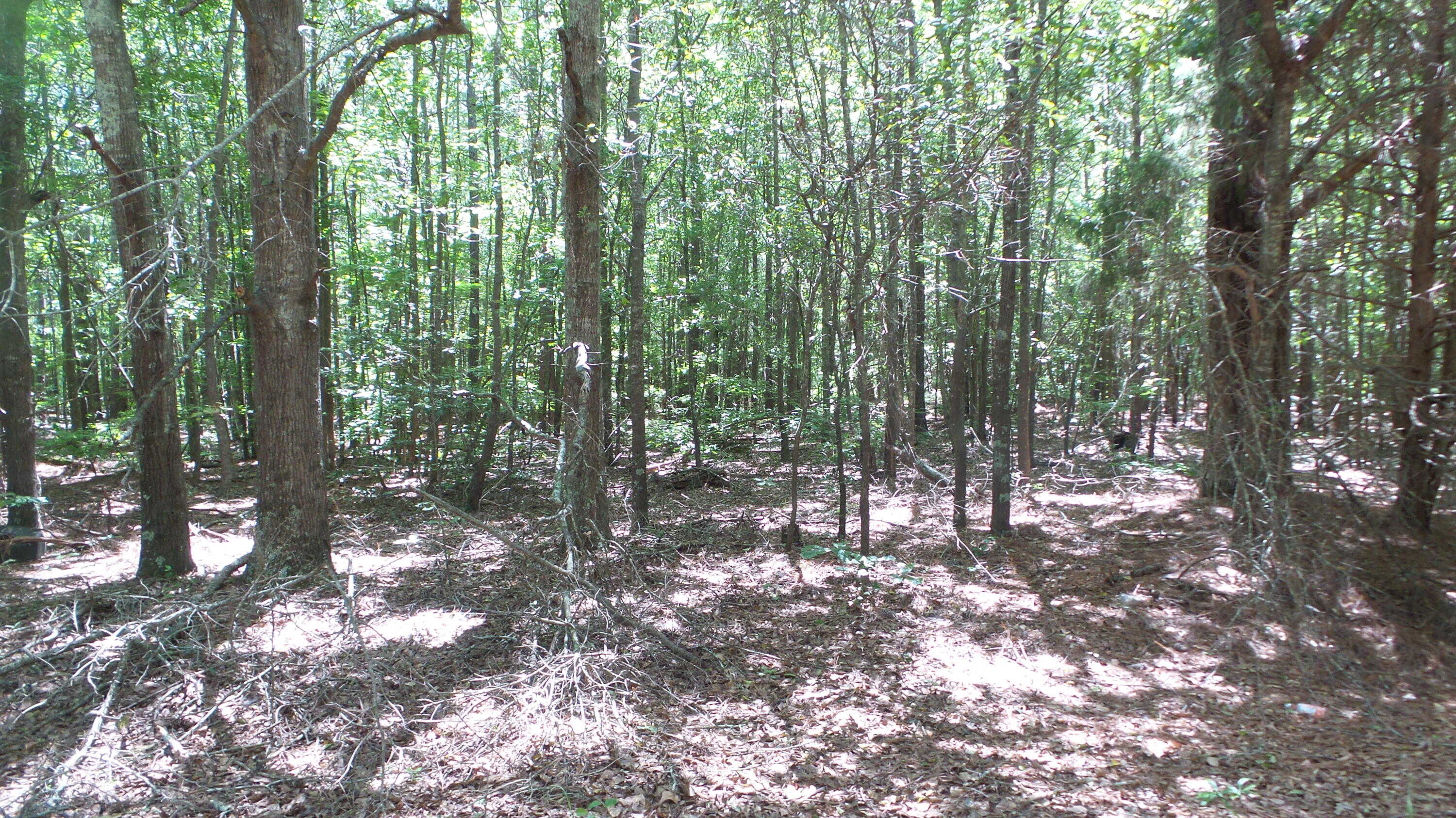 photo 3: KINGS MILL Road, Wrens GA 30833