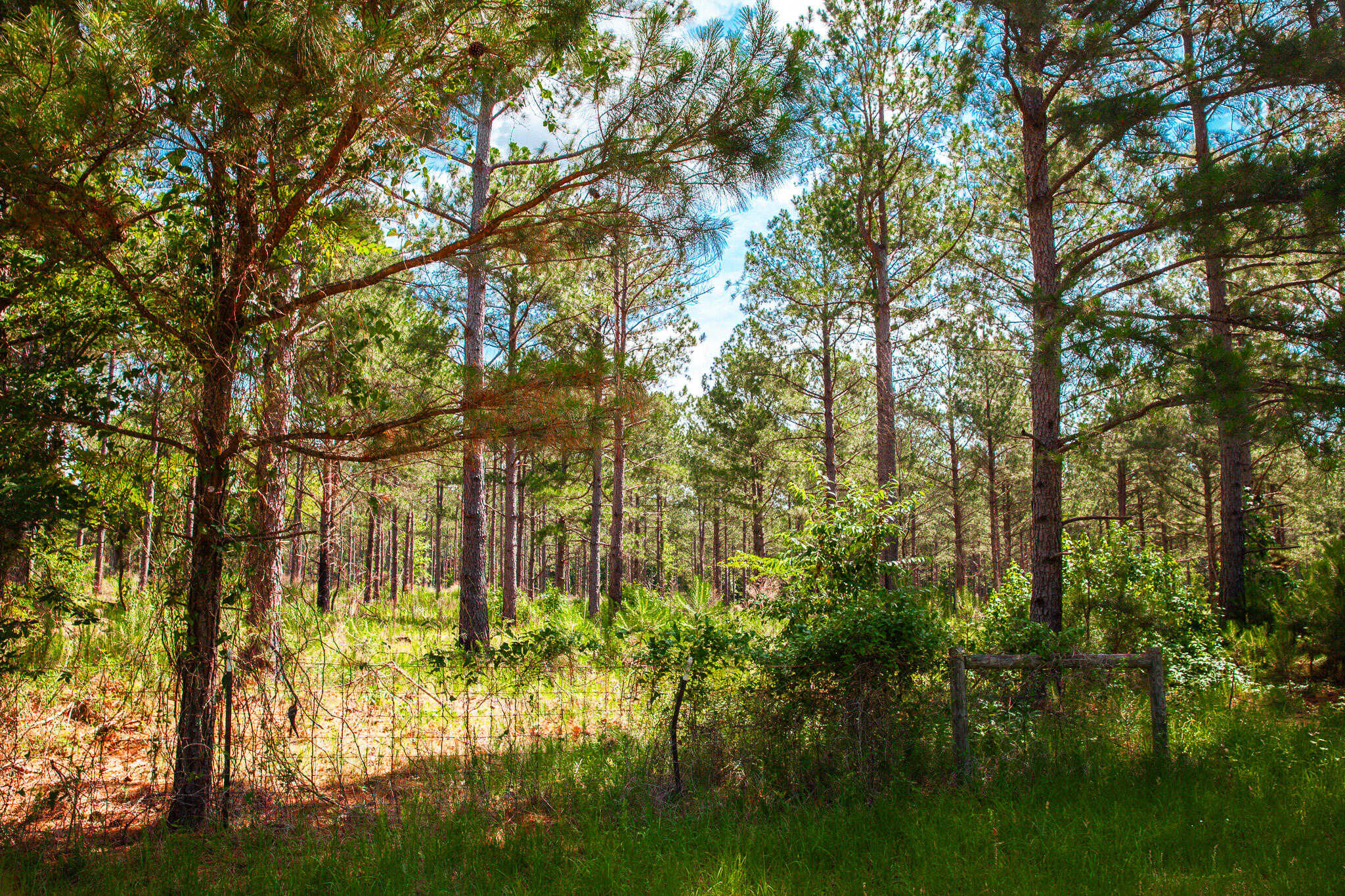 photo 2: LOT D BILL DORN Road, Appling GA 30802