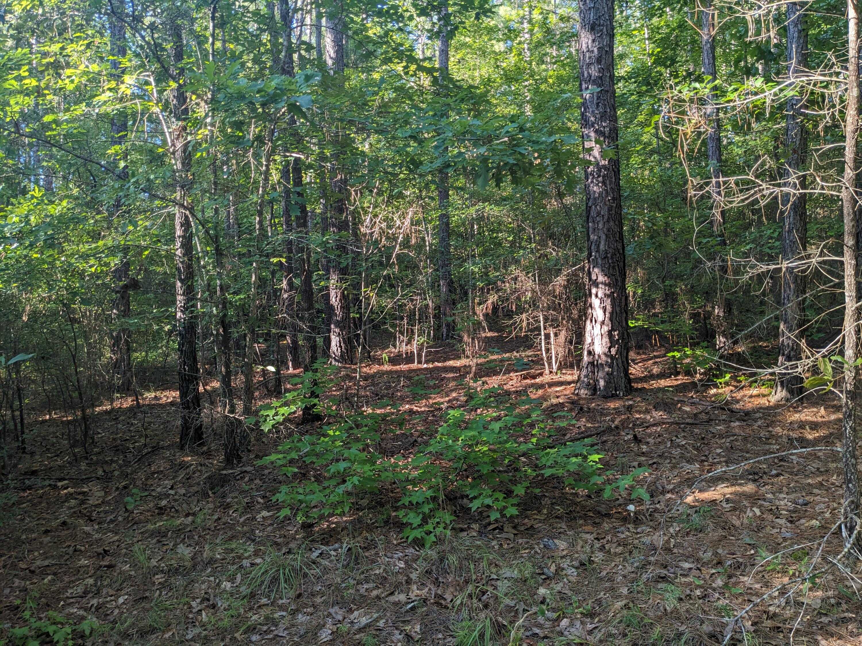 photo 3: LOT 24 SAVANNAH RIDGE Road, Lincolnton GA 30817