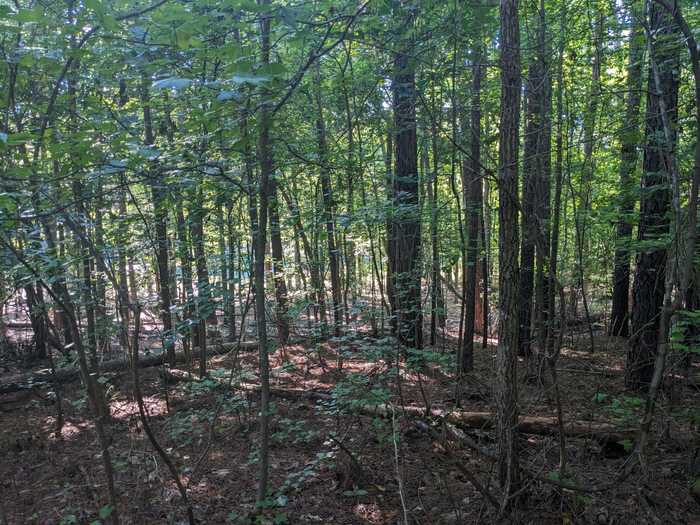 photo 6: LOT 24 SAVANNAH RIDGE Road, Lincolnton GA 30817