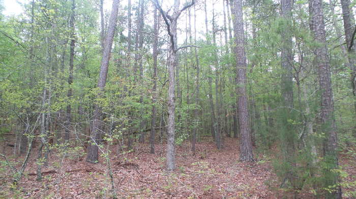 photo 1: LBK Road, Tignall GA 30668