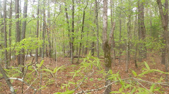 photo 2: LBK Road, Tignall GA 30668