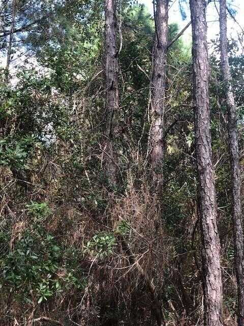 photo 3: 47 +/- ACRES Live Oak Lane, Blackshear GA 31516