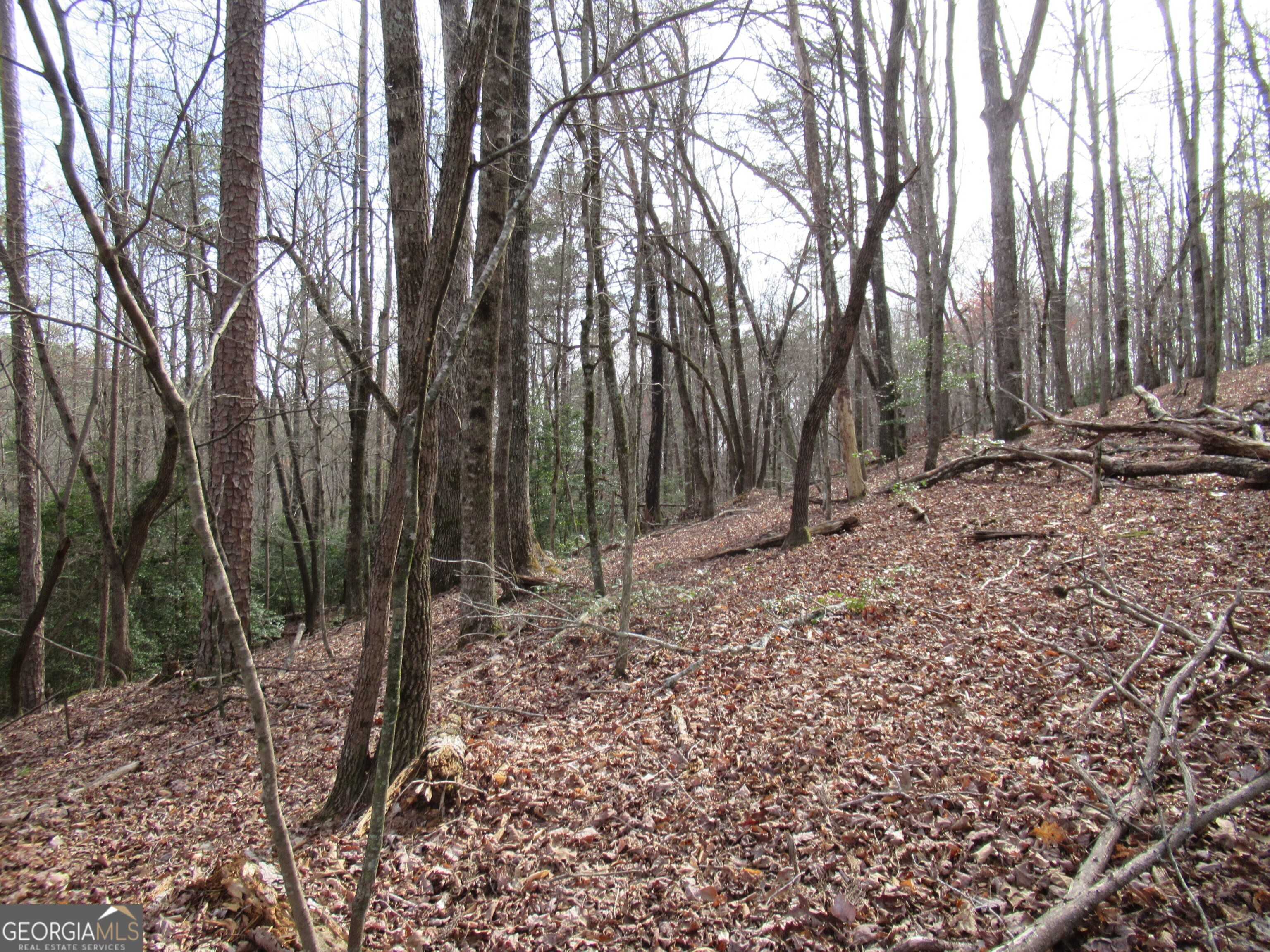 photo 1: Long Branch Road, Dahlonega GA 30533