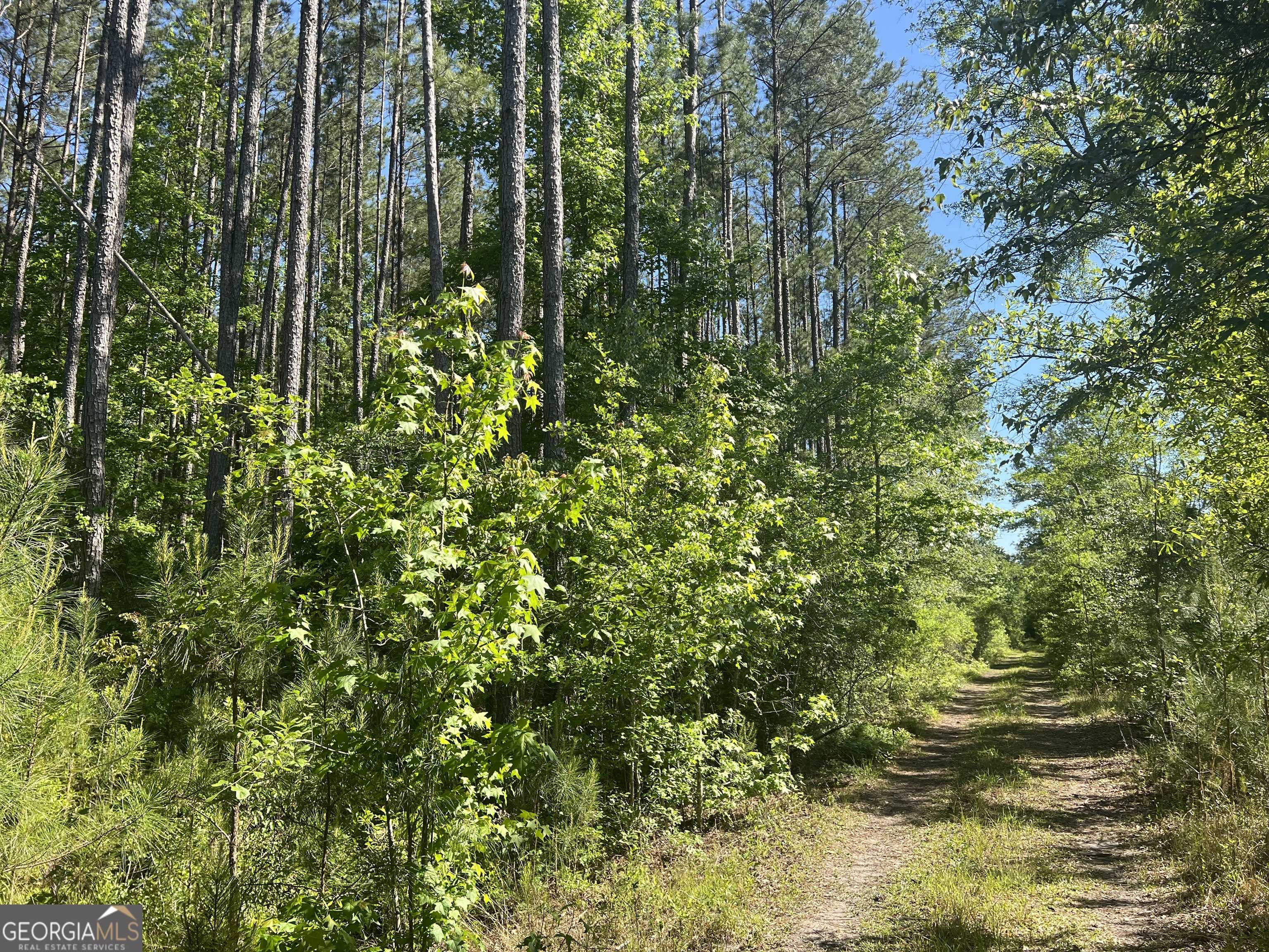 photo 3: Racket Town Road, Lyons GA 30436