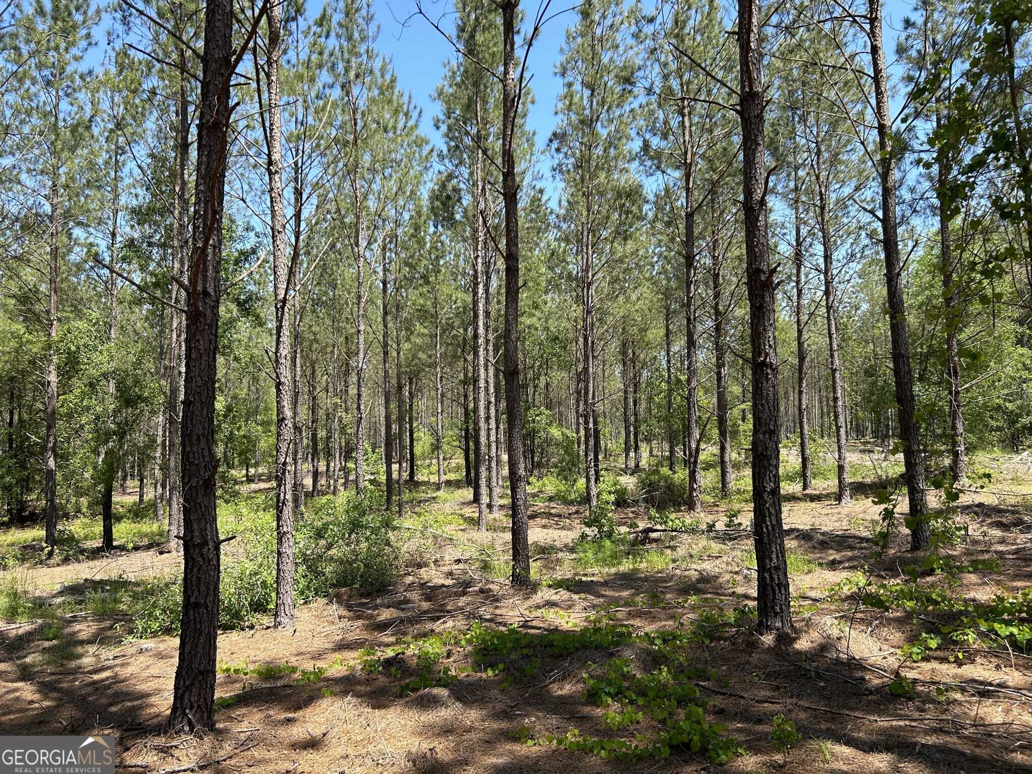 photo 3: Dewey Thomas Road Unit LOT 1, Dexter GA 31019