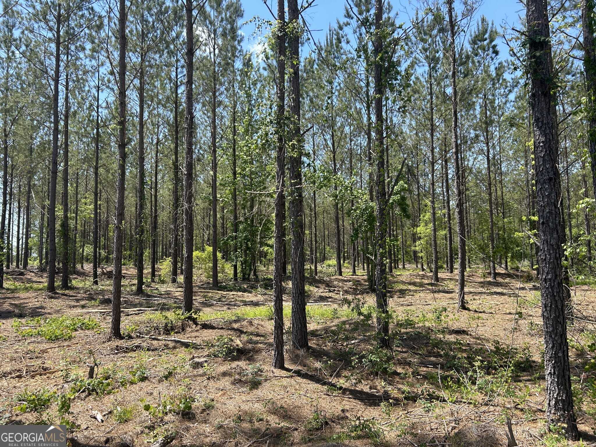 photo 1 : Dewey Thomas Road Unit LOT 14, Dexter GA 31019