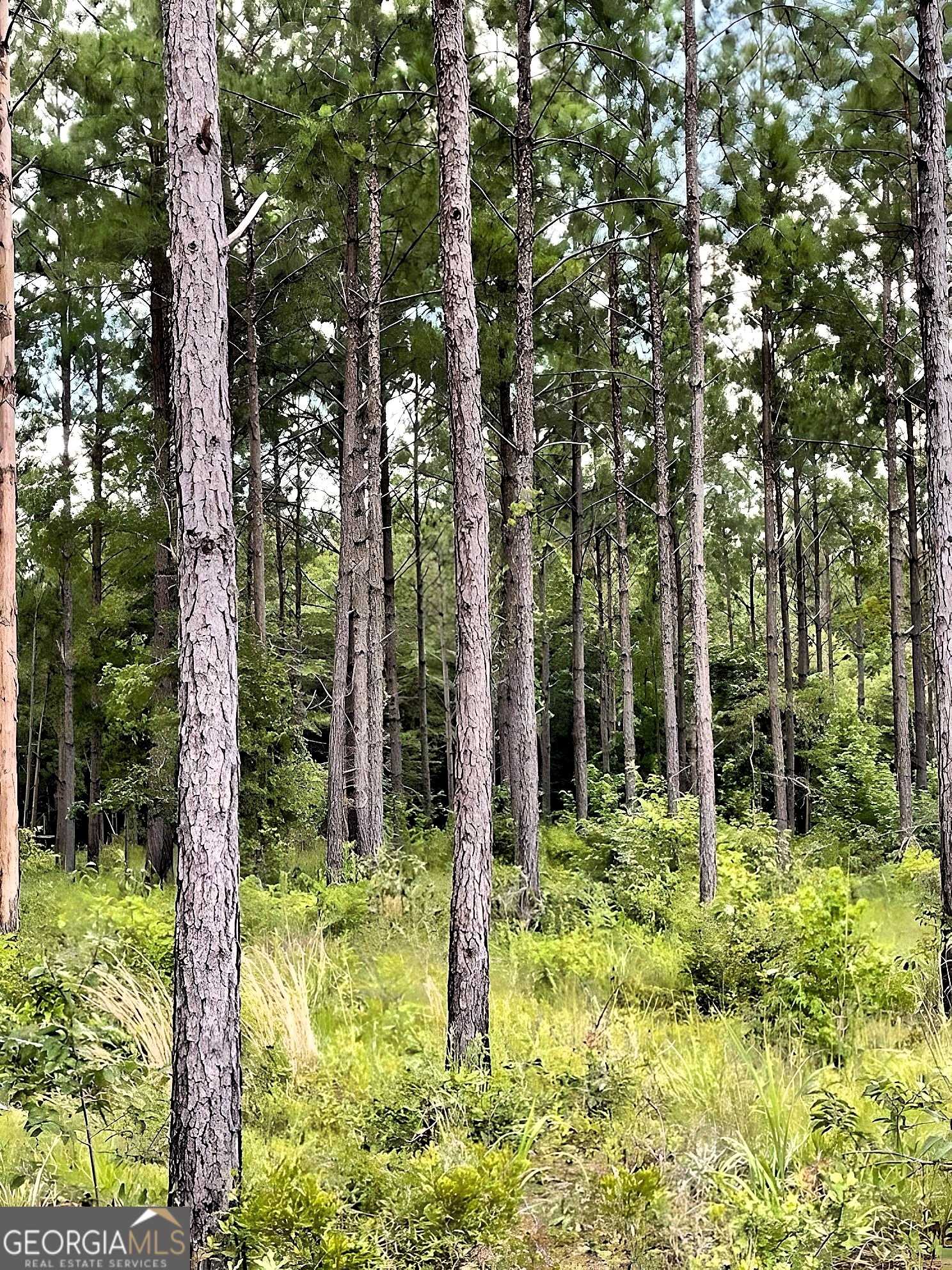 photo 1: GA Highway 202, Ochlocknee GA 31773