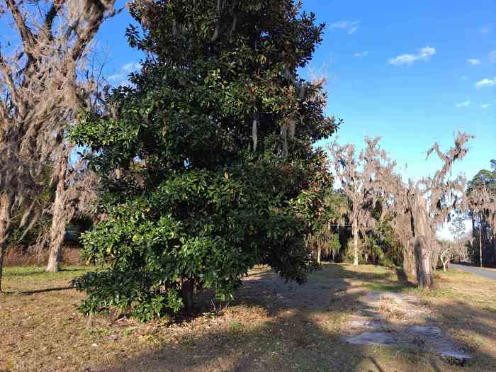 photo 1: E Martin Street, Folkston GA 31537