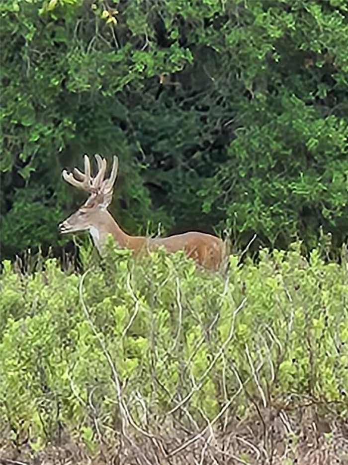 photo 24: 2694 Jackson Road, La Grange TX 78945