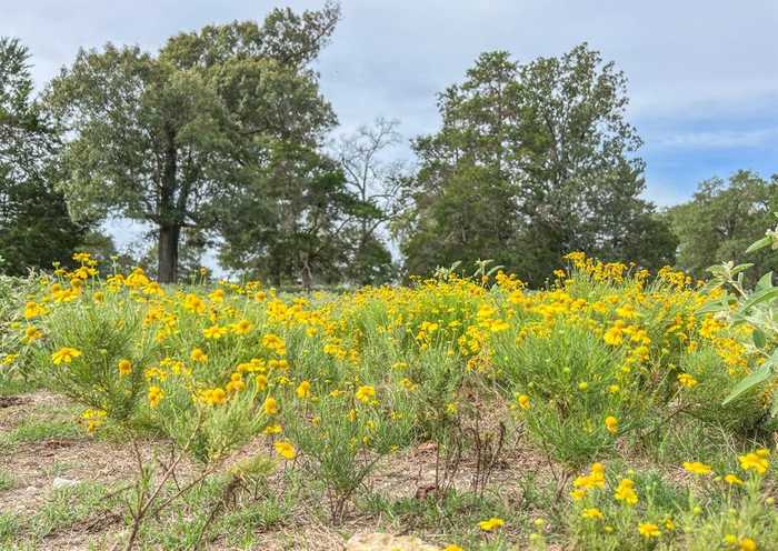 photo 2: Hwy 79, Buffalo TX 75831