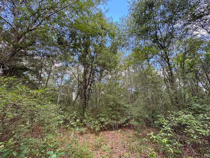 photo 2: Timber Switch Road, Cleveland TX 77328