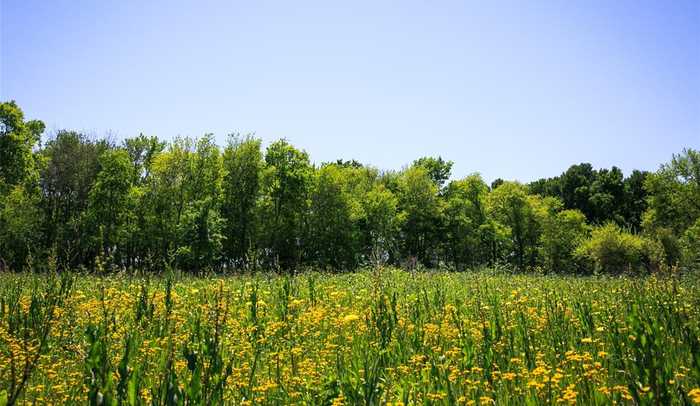 photo 2: 3 Caney Creek Road, Chappell Hill TX 77426