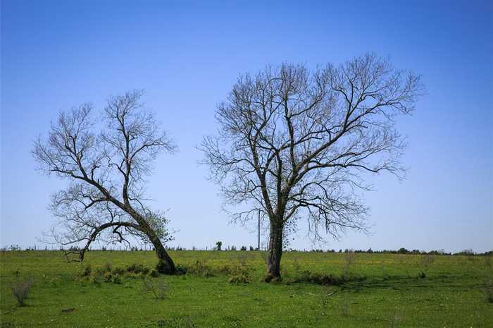 photo 7: 4 Caney Creek Road, Chappell Hill TX 77426