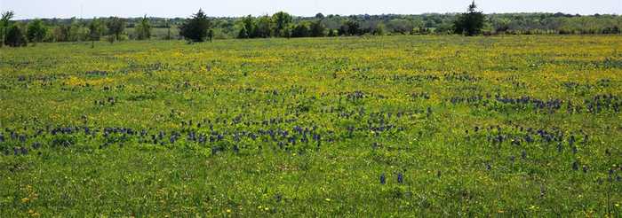 photo 7: 8 Caney Creek Road, Chappell Hill TX 77426