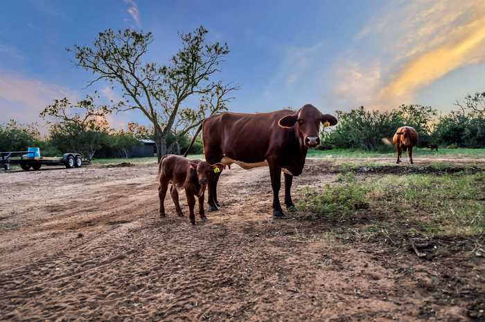 photo 30: 8709 County Road 216A, Llano TX 78643