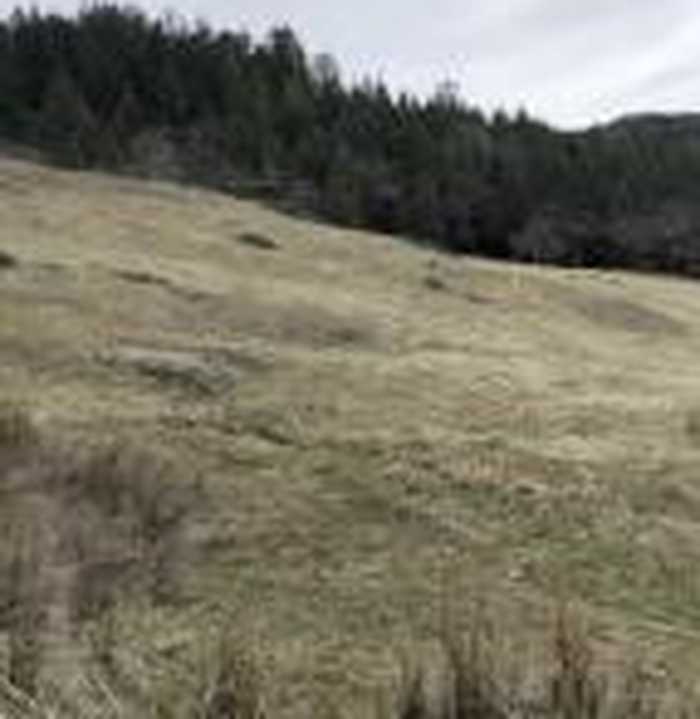 photo 2: Buck Mountain, Dinsmore CA 95526