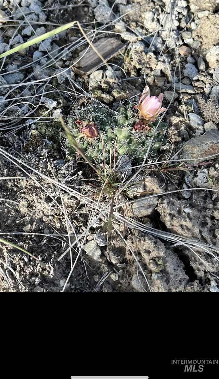 photo 7: Lot 7 Sagebrush Avenue, Salmon ID 83467