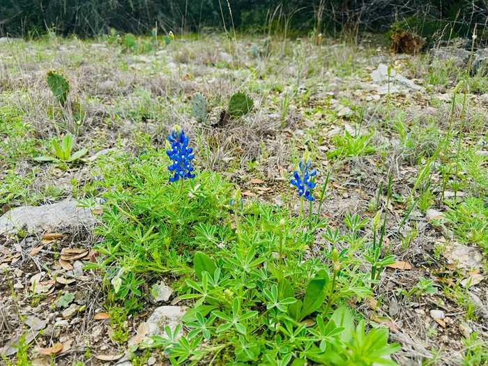 photo 9: NW Broken Spur, Mountain Home TX 78058