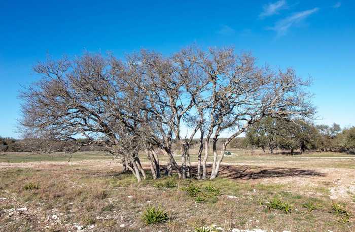 photo 7: 123 Lipan Loop, Harper TX 78631