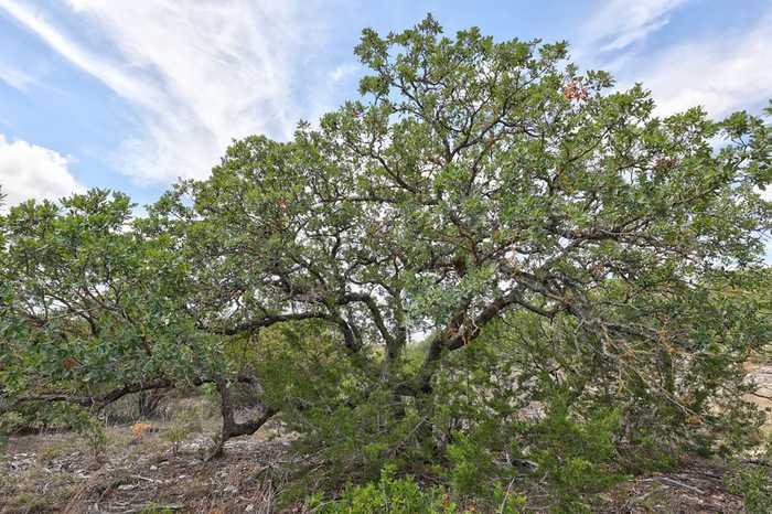 photo 2: Tract 2 Rocky Top Rd, Hunt TX 78024