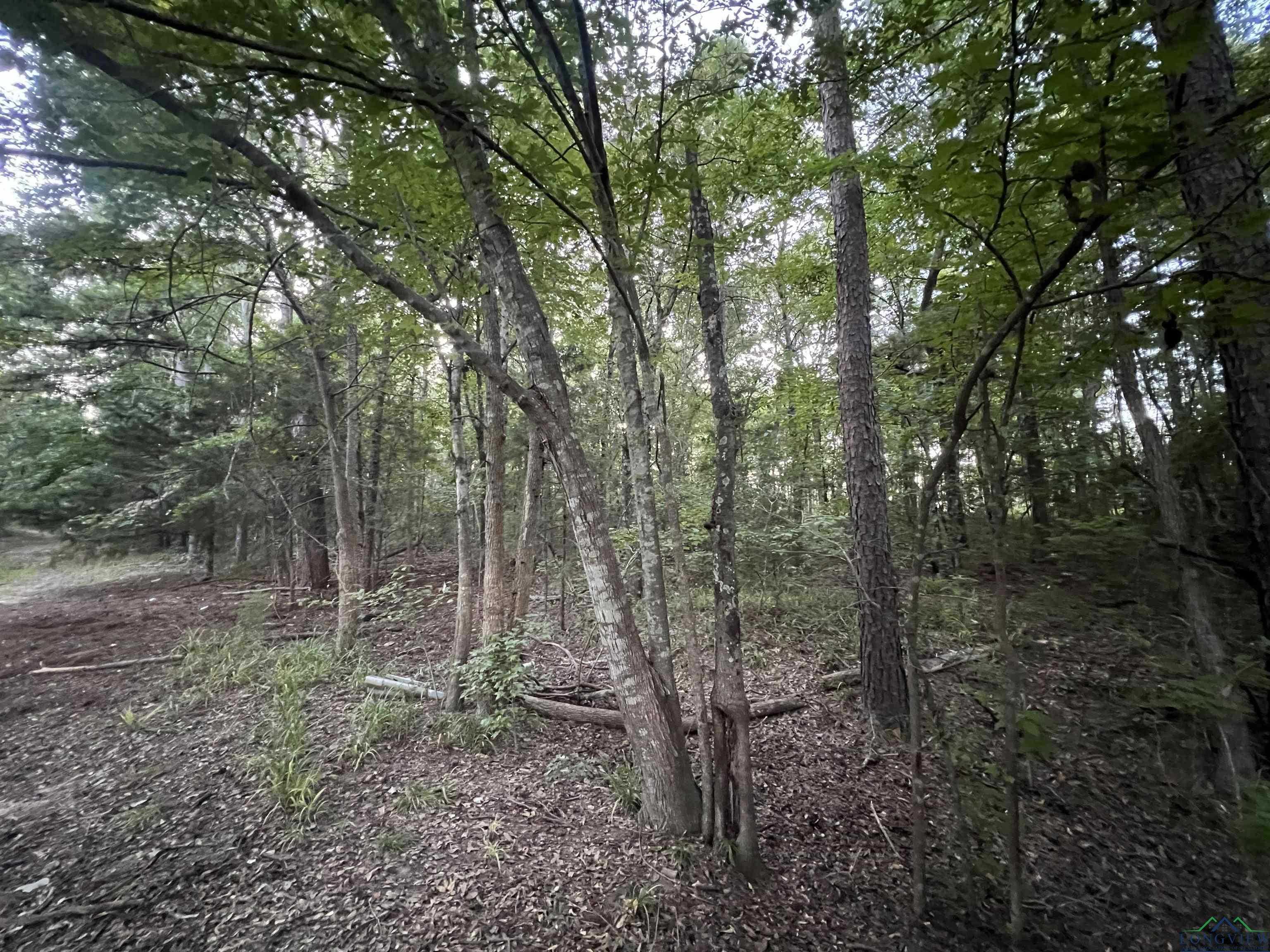 photo 3: TBD Cactuswood Road, Gilmer TX 75645