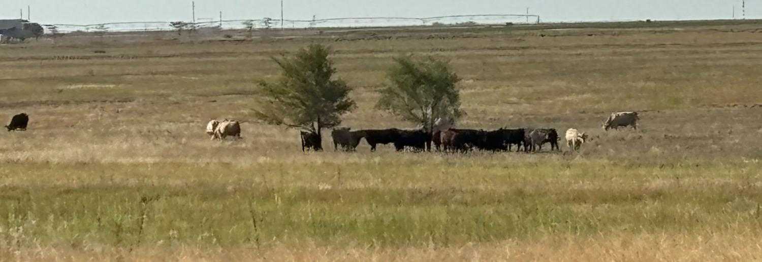 photo 1: County Road 7900, Lubbock TX 79423