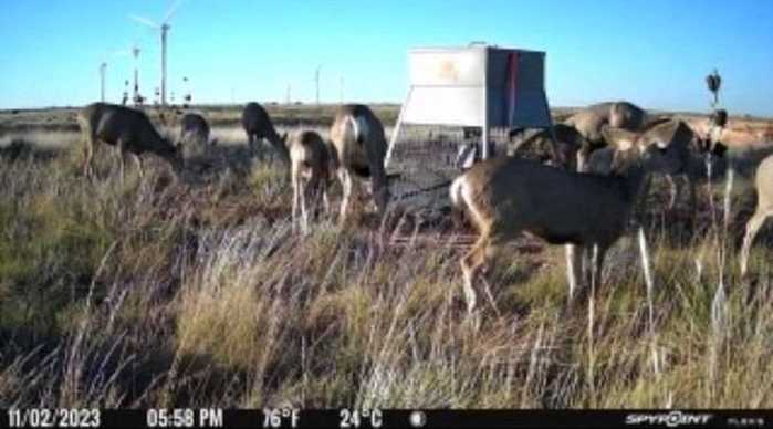 photo 1: County Road 160, Southland TX 79364