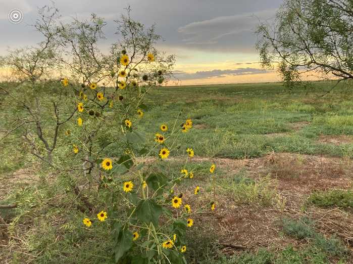 photo 24: County Road 230, Post TX 79356