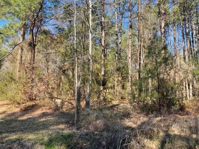 photo 2: 81554 Pickard Road, Zavalla TX 75980