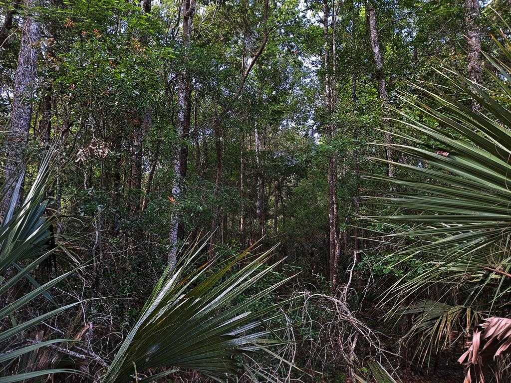 photo 3: TUSCAWILLA ROAD, MICANOPY FL 32667