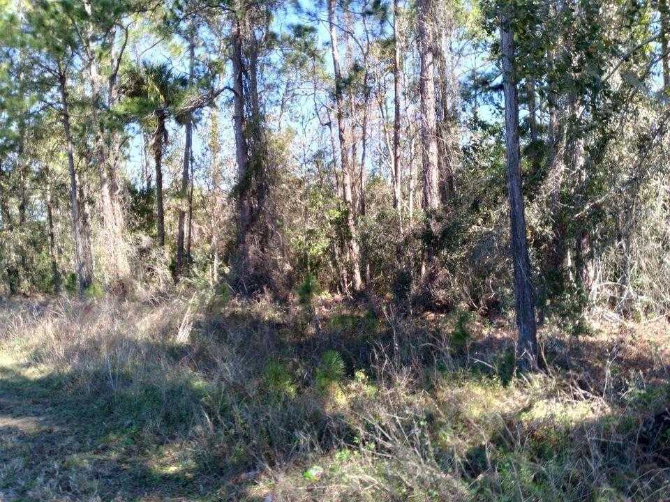 photo 3: EVANS RD, POLK CITY FL 33868