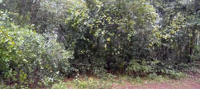 photo 2: 25614 FISHERMANS ROAD, PAISLEY FL 32767