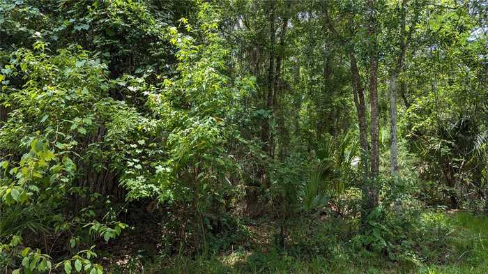 photo 3: Lot 7 NE HUNTER CIRCLE, MICANOPY FL 32667