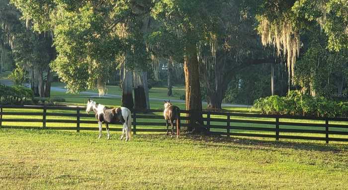 photo 60: 8355 SE 7TH AVENUE ROAD, OCALA FL 34480